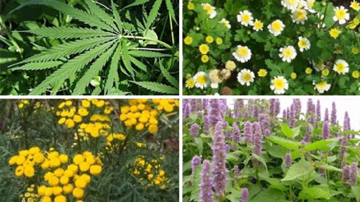 medicamentele pe baza de plante interzise in uniunea europeana