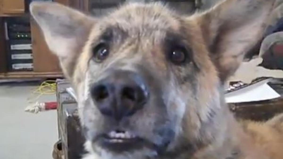 tachinarea suprema conversatie amuzanta intre un catel si stapanul lui