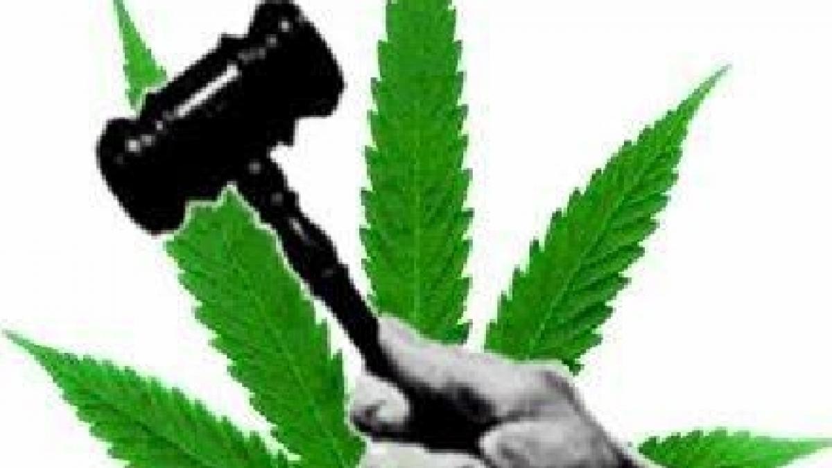 traditia canepii i a scapat de inchisoare pe niste traficanti de droguri romani