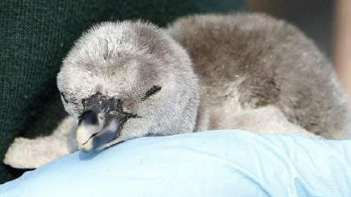 printul william si kate middleton au devenit parinti adoptivi vezi pe cine au adoptat