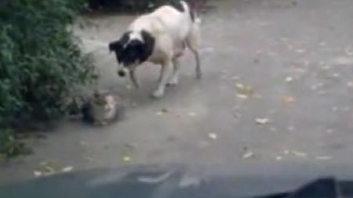 sa vezi si sa nu crezi cainele se furiseaza in spatele pisicii si o capseaza