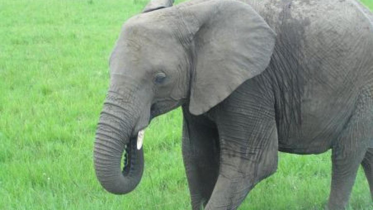 socant elefant electrocutat si batut de ingrijitorul sau