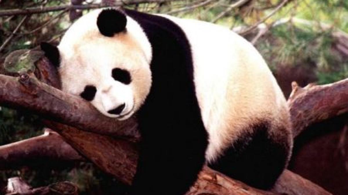 specialisti in ursuleti cum sunt ingrijti 14 panda de la o gradina zoologica din china