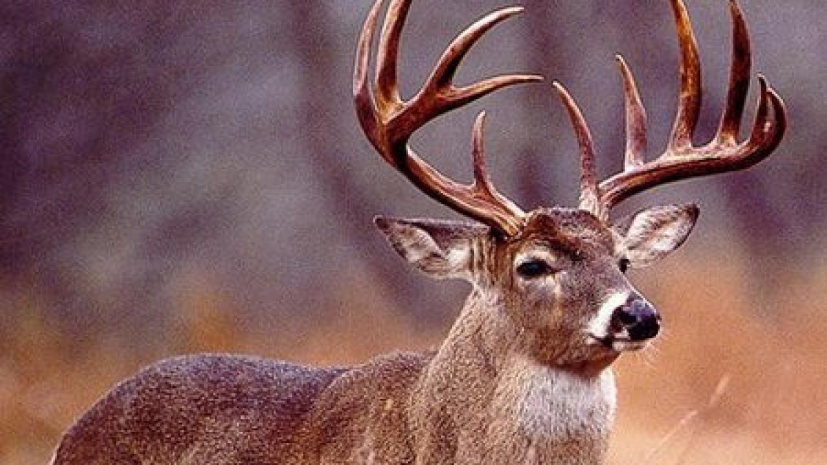 cerbul buclucas a incurcat circulatia pe drumul dintre arad si vama varsand