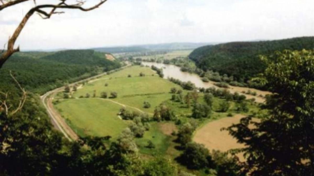 timis hectare intregi de paduri defrisate sub ochii autoritatilor