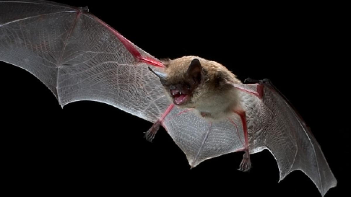 peste 1 000 de lilieci capturati la bihor cluj si alba