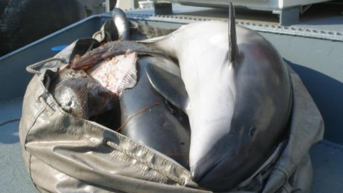 cinci delfini au fost gasiti morti pe plajele de pe litoral