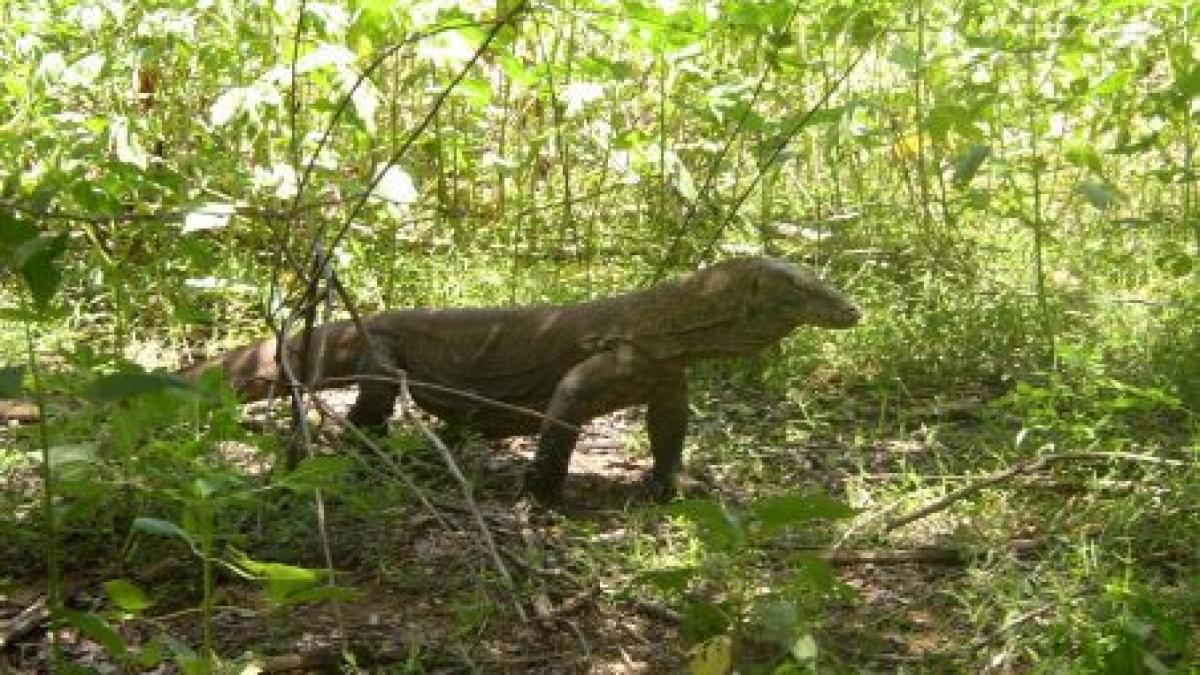 varan veninos de 1 30 m cocotat patru ore intr un copac dupa ce a fugit de la o expozitie din