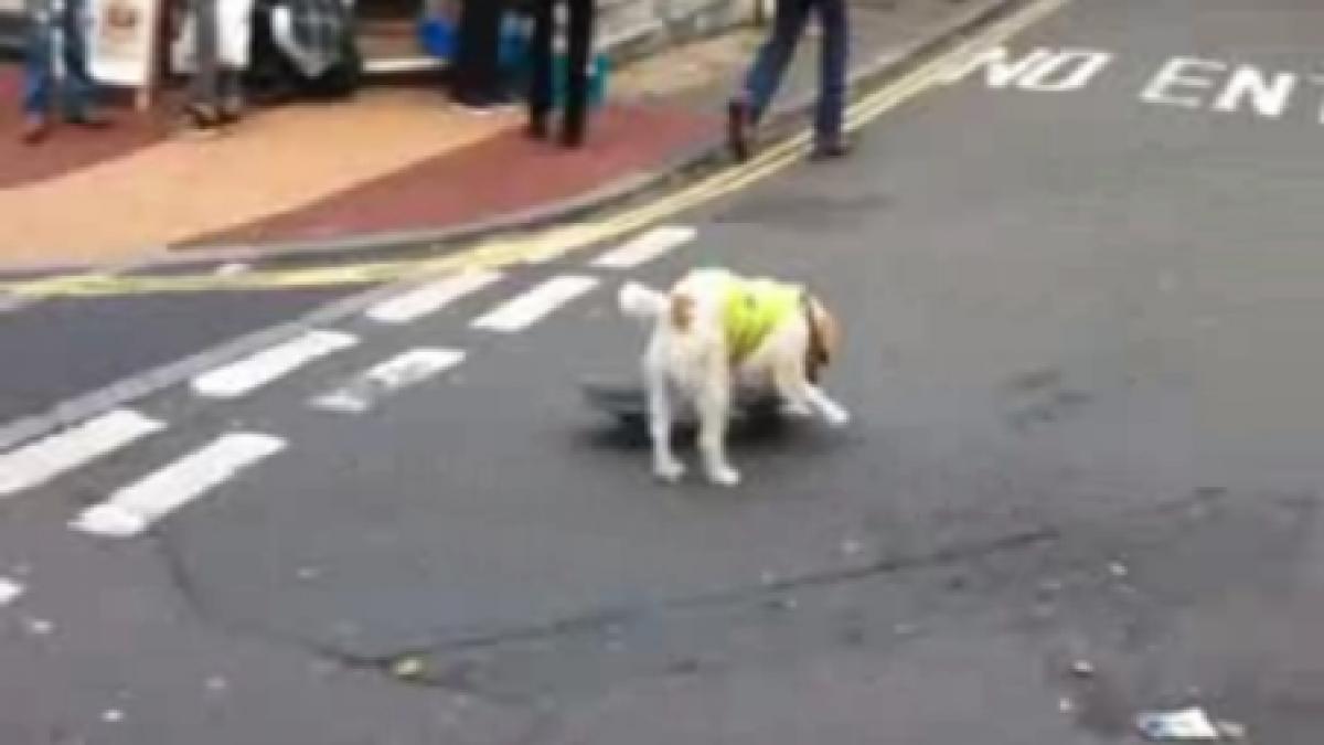 cainele skater din marea britanie amendat pentru tulburarea linistii publice