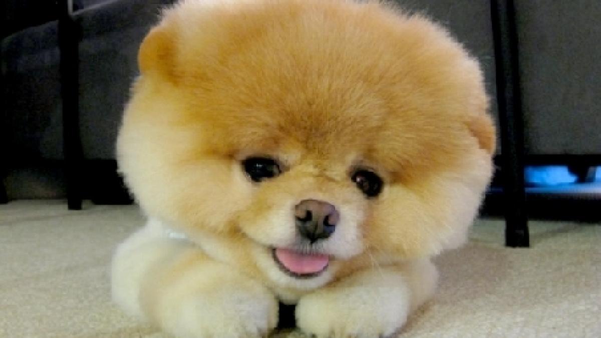 catelul boo cel mai popular animal de pe facebook