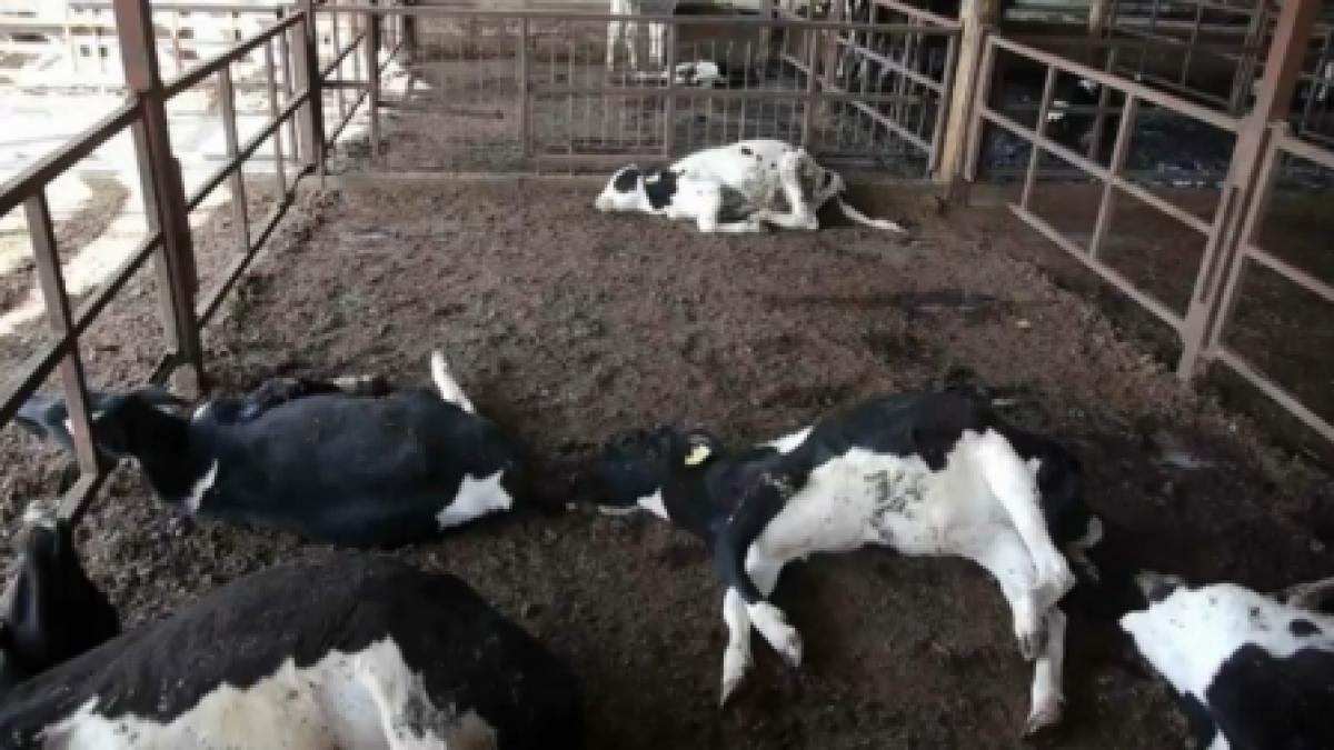 mii de animale de la fukushima vor fi omorate sau vor muri de foame