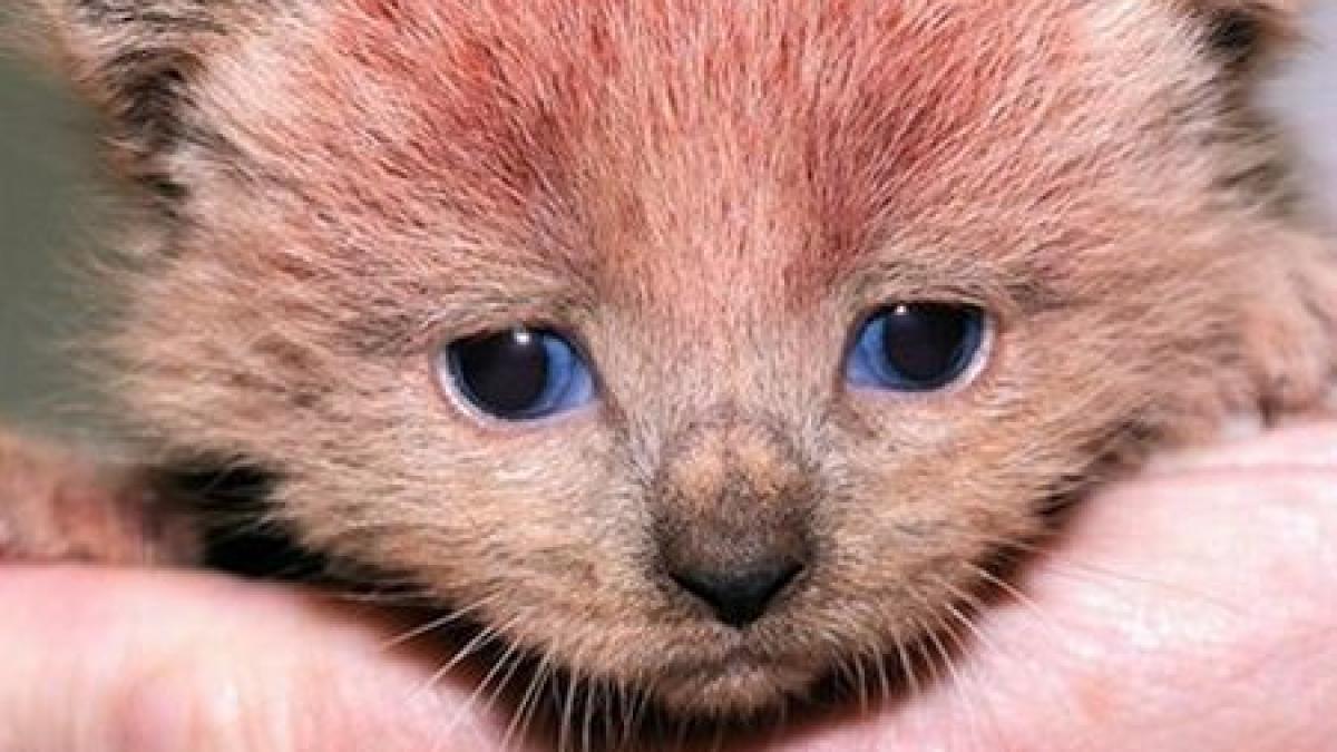 pisica roz atractia unui adapost de animale din marea britanie