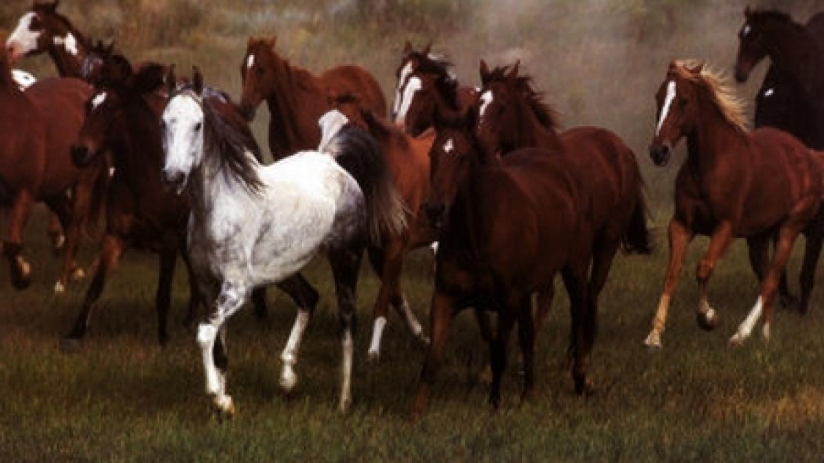 socant caii salbatici din padurea letea masacrati la ordinul autoritatilor din tulcea