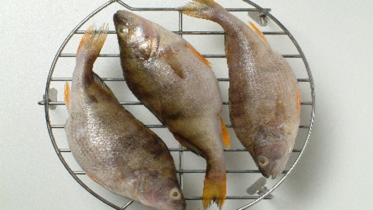 zeci de kilograme de peste cu un virus mortal confiscate de opc din magazinele brasovene