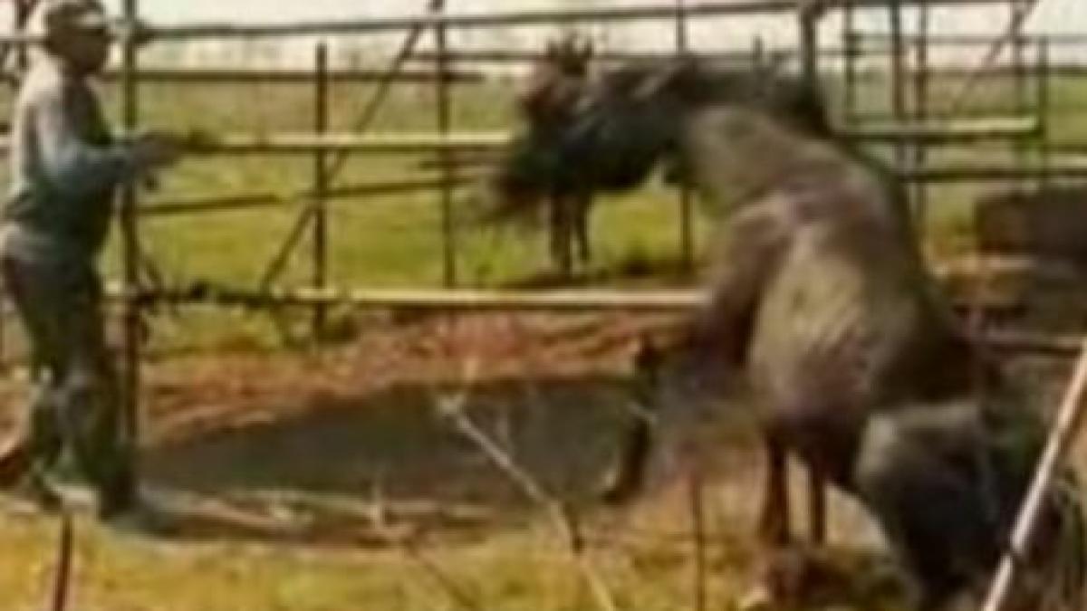 imagini socante caii salbatici capturati la letea isi asteapta sentinta