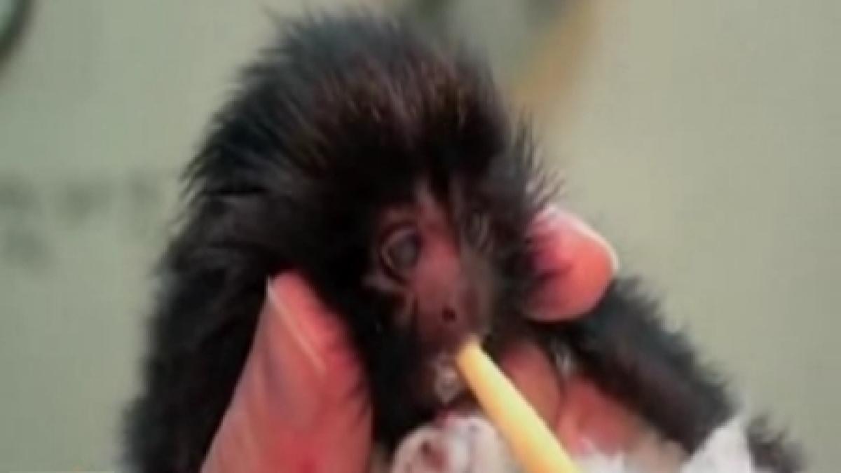 pui de tamarin nascut prin cezariana atractia unei gradini zoologice din jersey