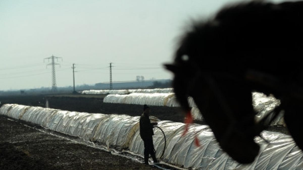 vaslui copil de 9 ani in stare critica dupa ce a fost tarat de un cal