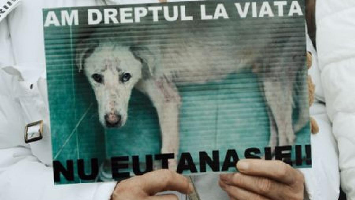 descoperire socanta mai multi caini morti intr o padure din ilfov animalele au fost otravite