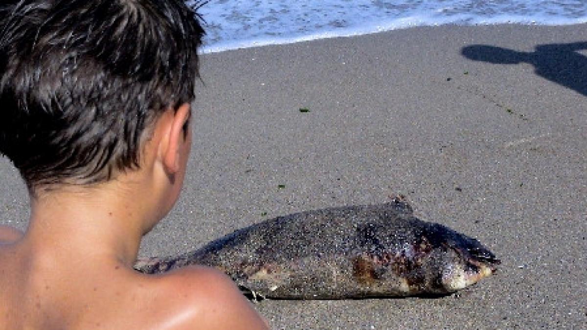 inca doi delfini gasiti morti pe plajele din mamaia si vama veche
