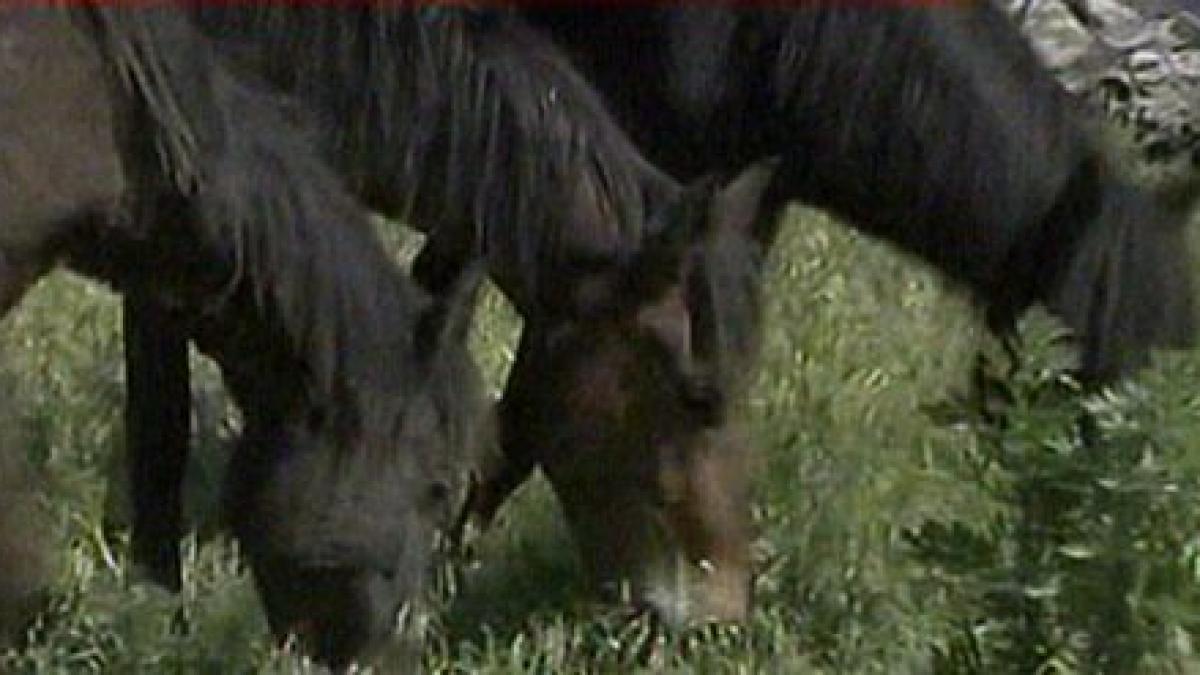 ansvsa a oprit transporturile de animale din tulcea va prezenta un raport premierului boc