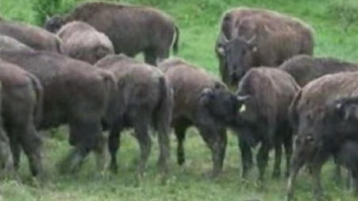 un austriac si un german vor sa ridice in cluj cea mai mare crescatorie de bizoni din estul europei