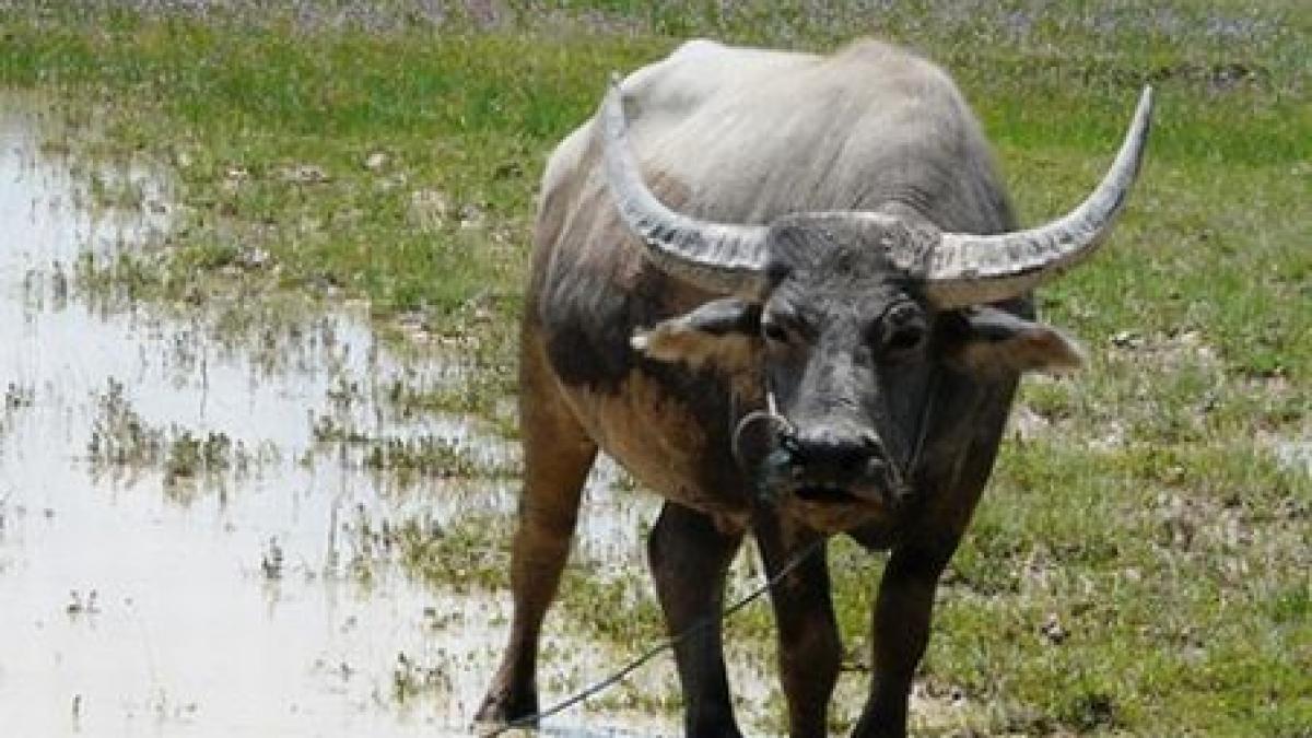 brasov un bivol a ucis un om si a ranit grav alti trei