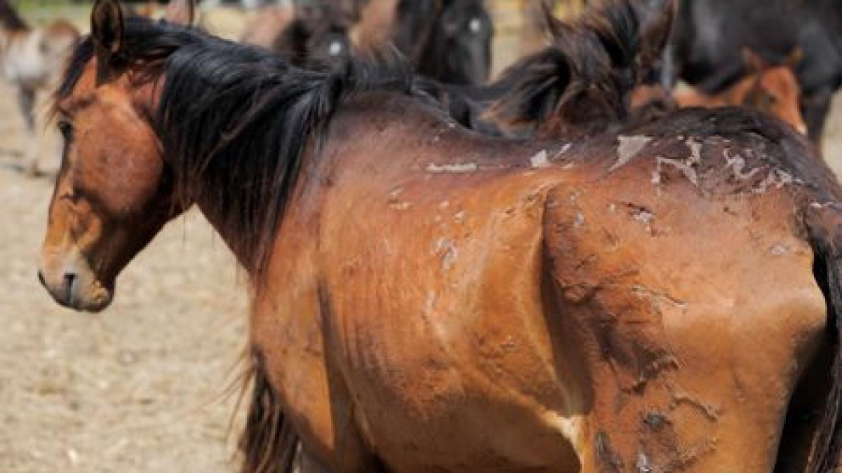 caii de la letea vor fi supusi unor noi analize transporturile din zona tulcea au fost oprite