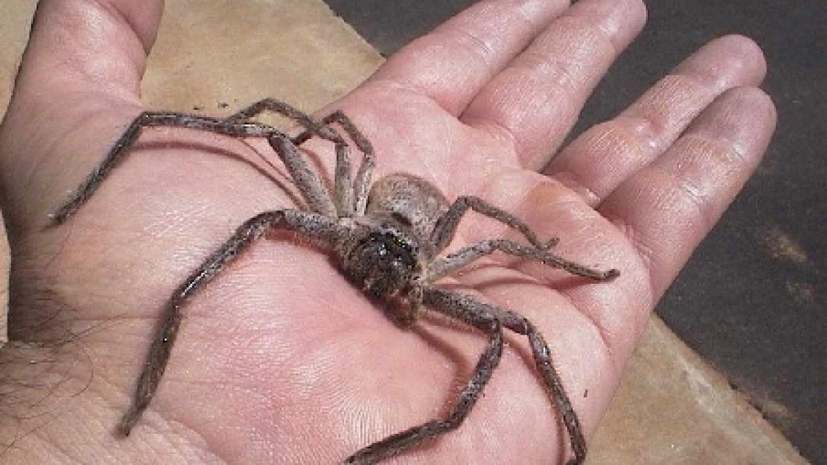 oamenii de stiinta au reinviat un paianjen antic in detalii 3d