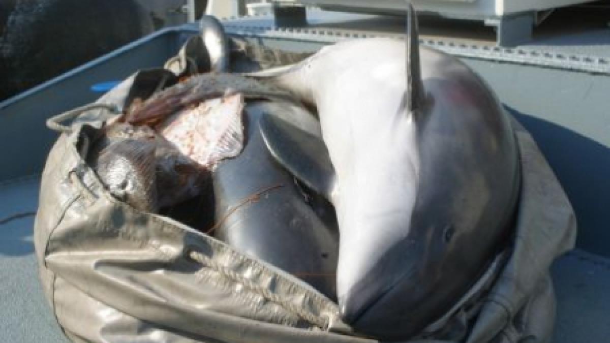 12 delfini morti adusi de ape pe plajele din mamaia si eforie in ultimele 24 de ore