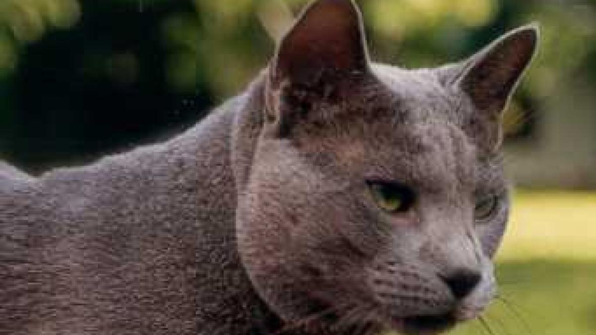 pisicile albastre ar putea sa inlocuiasca birmanezele si siamezele