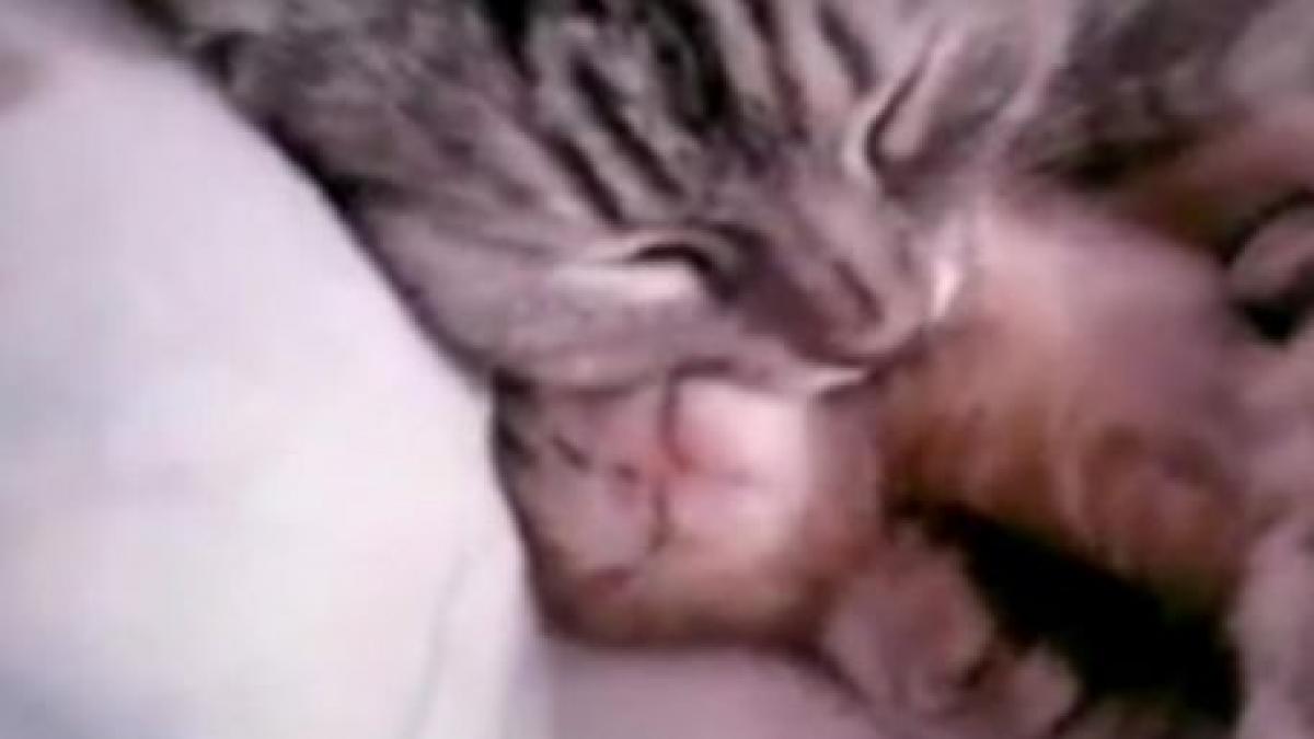 un pisoi mic care doarme in bratele mamei lui succes instant pe youtube
