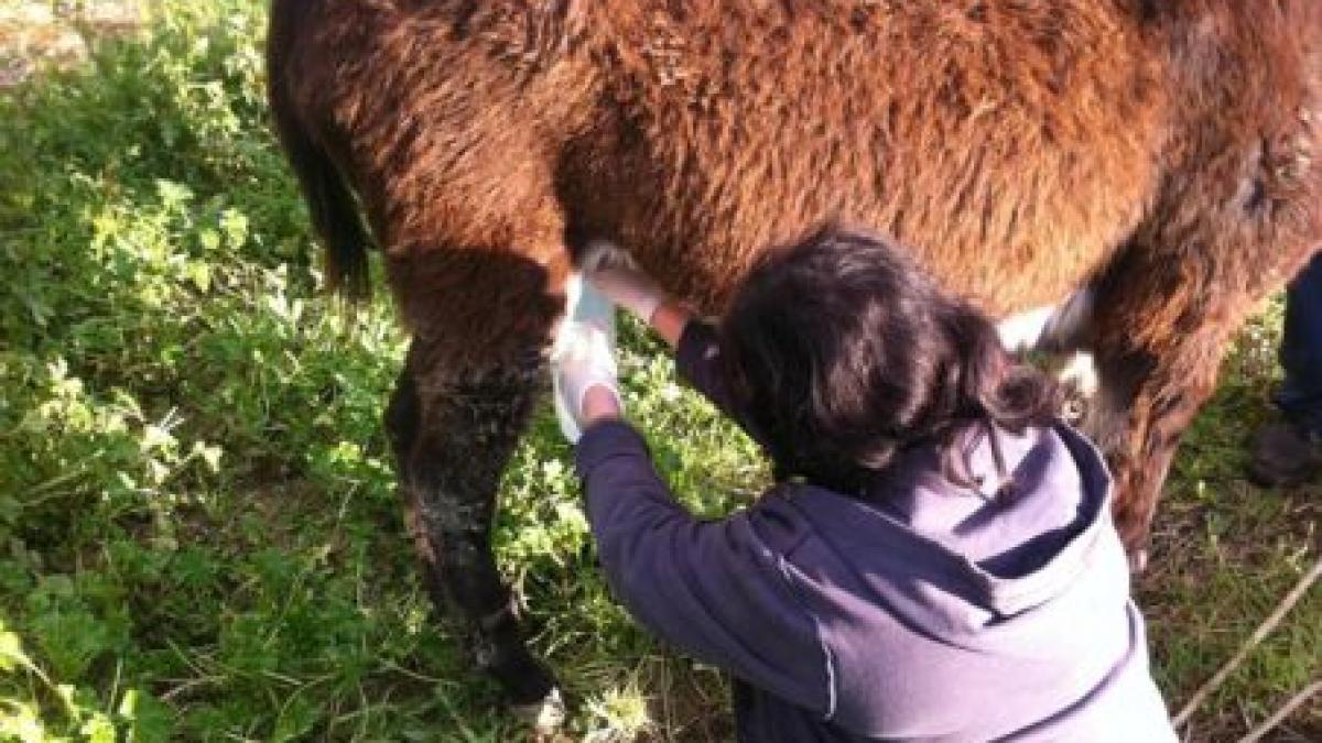laptele de magarita cel mai indicat pentru mentinerea unei siluete suple