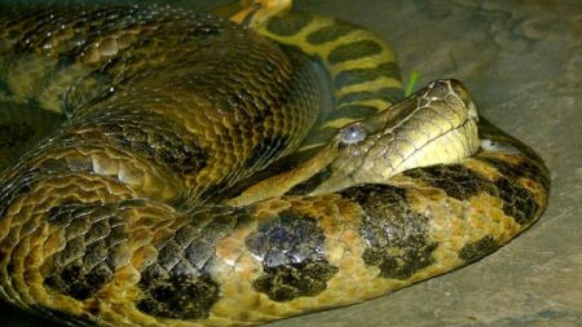 a incercat sa si recupereze datoria cu ajutorul unui sarpe anaconda