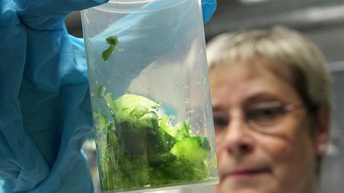 bacteria ucigasa a ajuns in suedia 39 de persoane contaminate din care 15 in stare grava