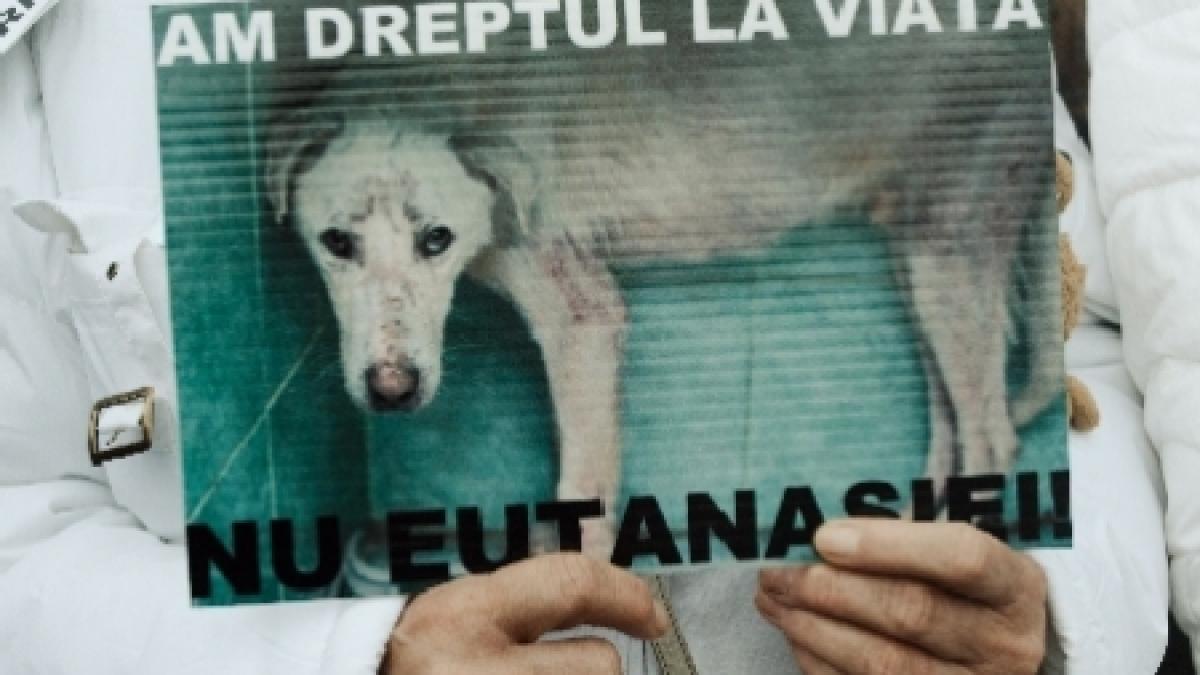 camera deputatilor a adoptat primele zece articole din proiectul legii cainilor fara stapan