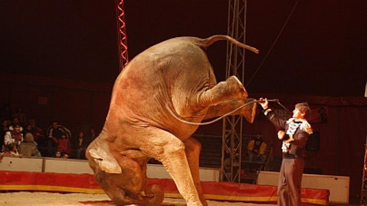 circul globus se inchide pe 12 iunie terenul pe care il ocupa a fost retrocedat