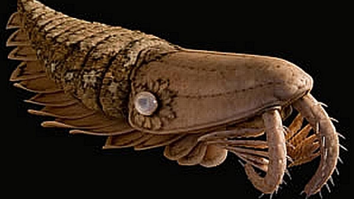 fosila unui crevete urias descoperita in africa de nord