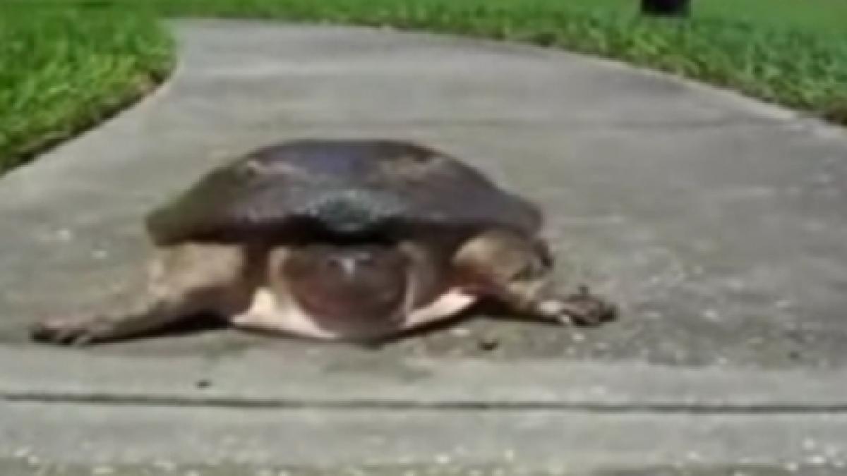 mit desfiintat o broasca testoasa din franta fuge de mananca pamantul