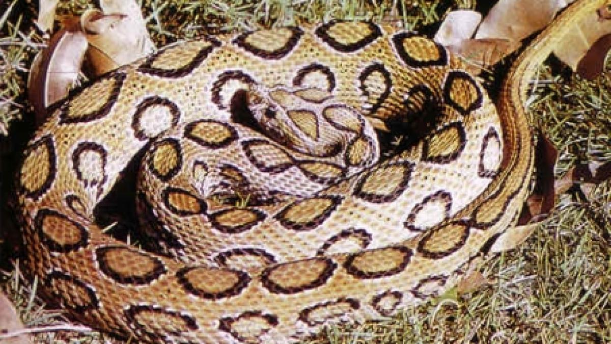 invazie de vipere in judetul hunedoara