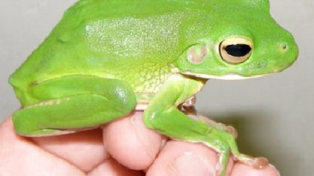 studiu broastele ar putea detine leacul pentru cancer si diabet