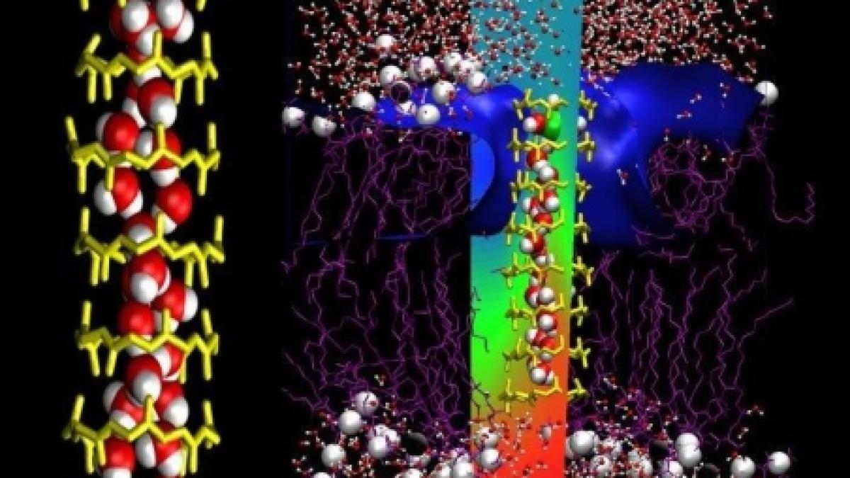antibioticele tot mai slabe in lupta cu bacteriile alternativa gasita de cercetatori aminoacizii