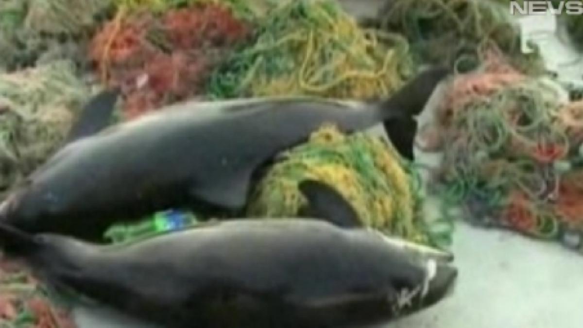 imagini socante 33 de delfini sfartecati in plasele lasate de turci gasiti in constanta