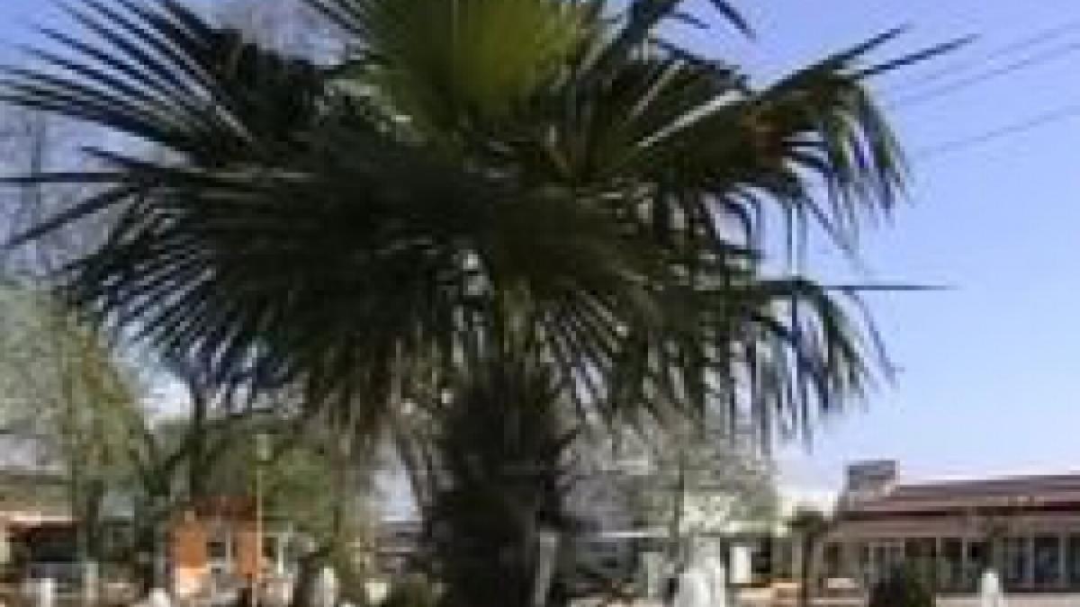 primarul din campia turzii a decorat orasul cu palmieri din olanda