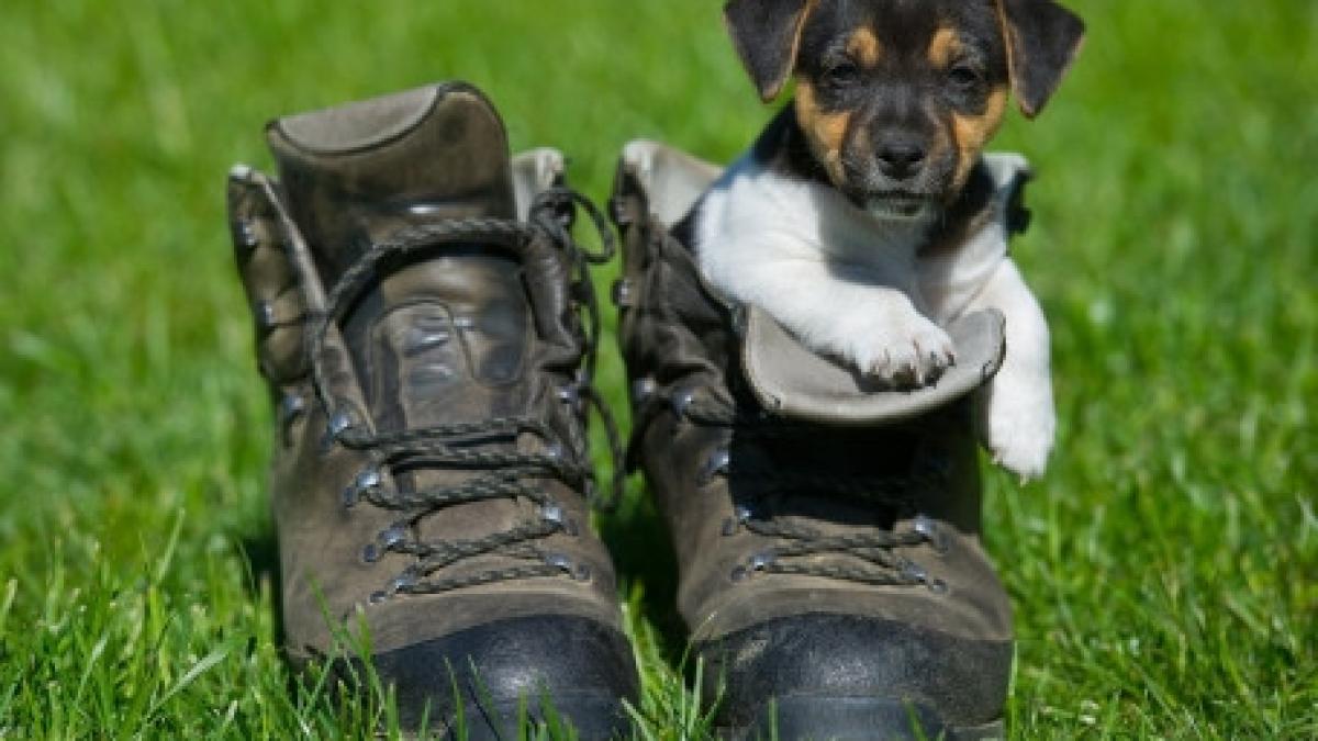 studiu american cainii ar putea fi inzestrati cu puteri telepatice