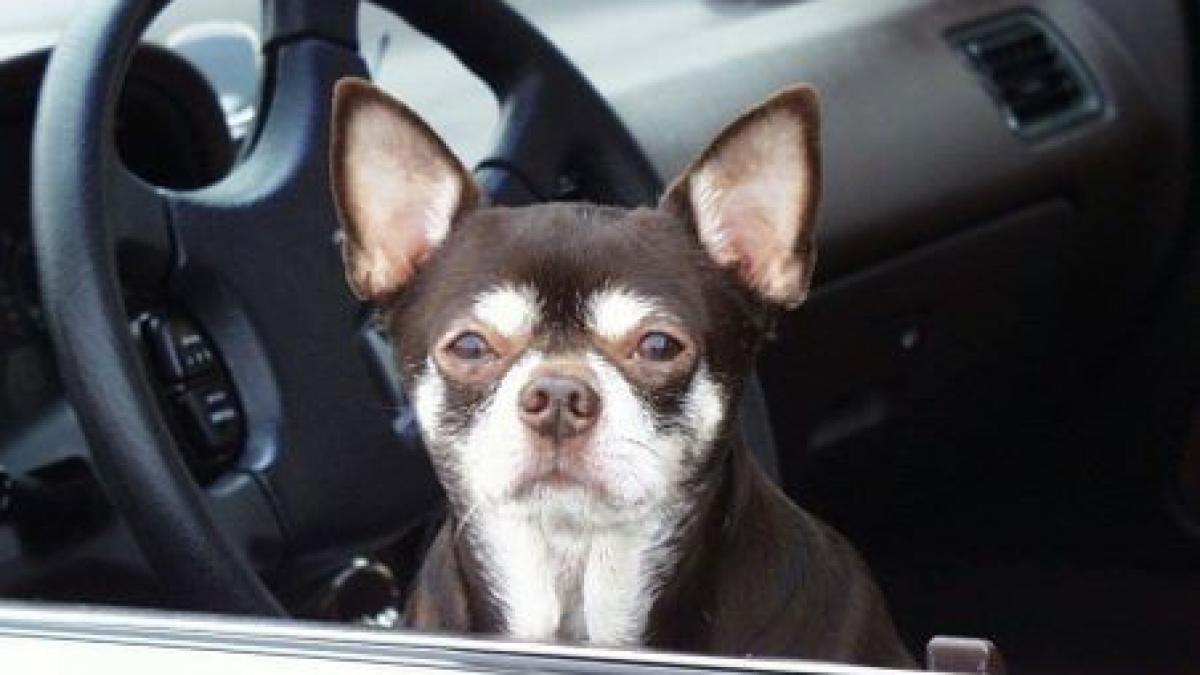 un barbat si a lasat cainele inchis in masina mai multe zile in fata unui magazin