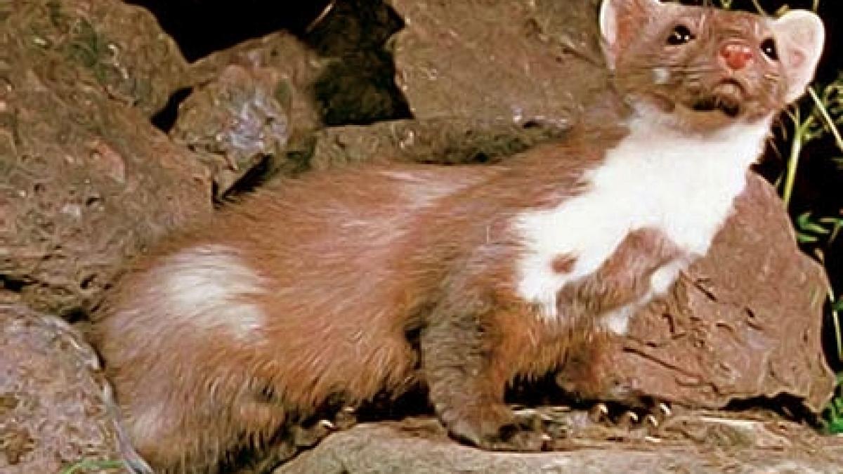 un jder turbat a atacat o familie din suceava in casa acestora