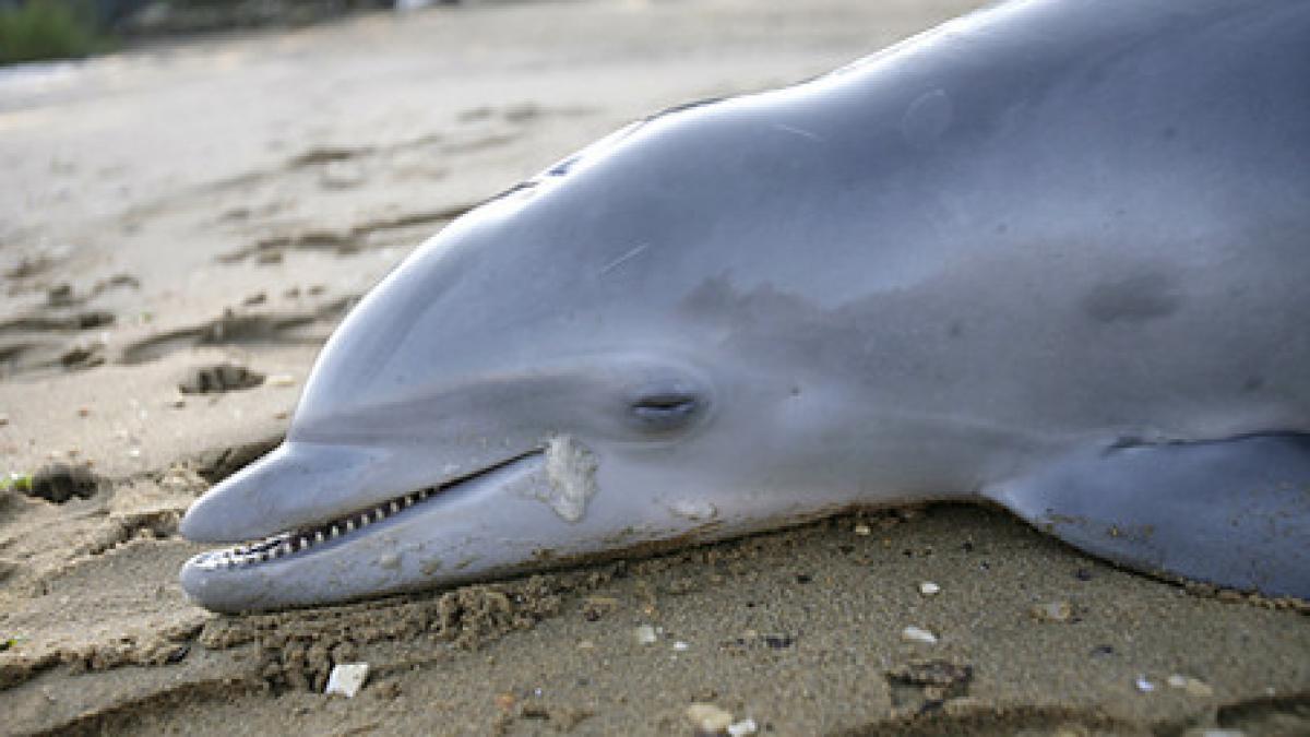 marea neagra un adevarat cosmar pentru delfini autoritatile nu iau masuri