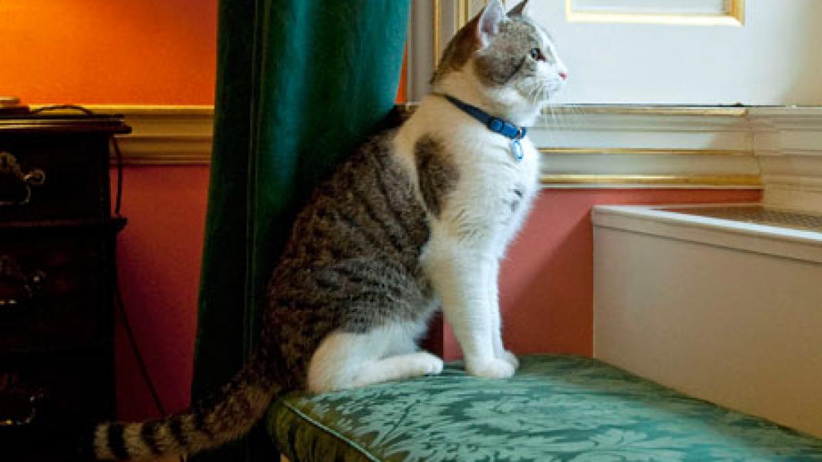 motanul premierului david cameron a facut cunostinta cu piciorul legii