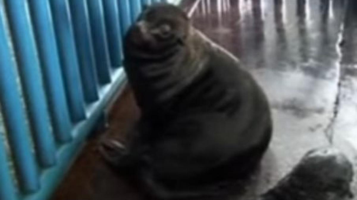 un leu de mare care nu stie sa inoate