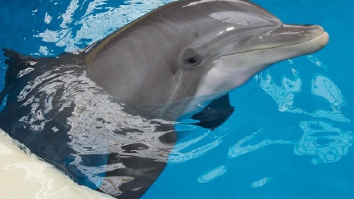 dispozitive acustice amplasate pe plase de pescuit pentru a evita prinderea delfinilor